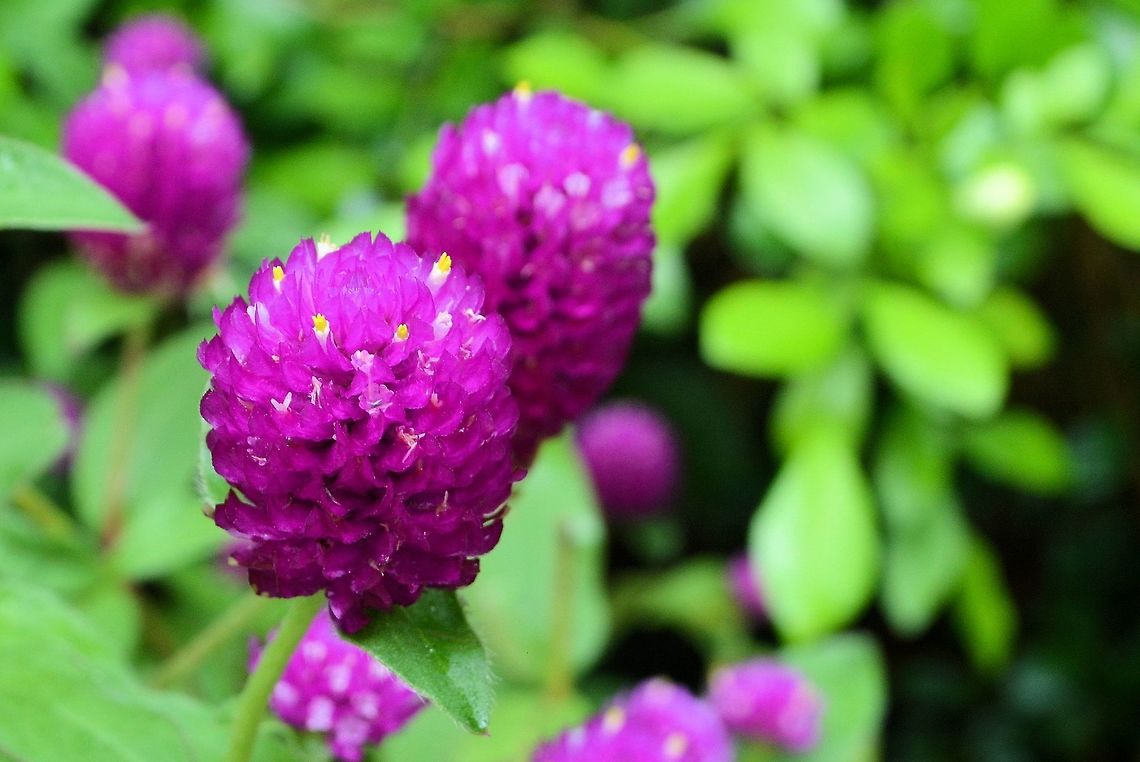 purple yellow and white flower taken at signal hill garden hong kong Fall,Geotagged,Hong Kong