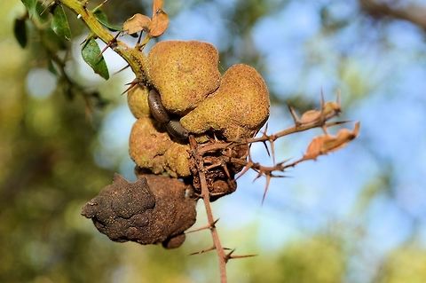 millipede mud nest maybe taken at onkaparinga gorge south australia.....not sure if the its the millipedes nest or if theyre even millipedes Australia,Geotagged,Spring