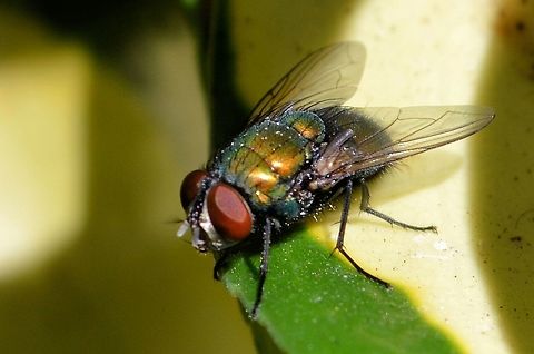 green bottle fly taken at christies downs south australia Australia,Common greenbottle,Geotagged,Lucilia caesar,Spring