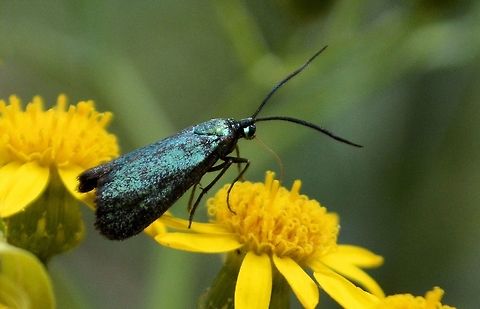Pollanisus apicalis taken at onkaparinga gorge south australia Australia,Geotagged,Lepidoptera,Moth,Pollanisus apicalis,Spring,Zygaenidae