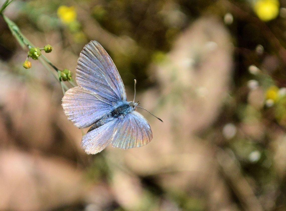 silvery blue taken at onkaparinga gorge south australia Glaucopsyche lygdamus,Silvery Blue