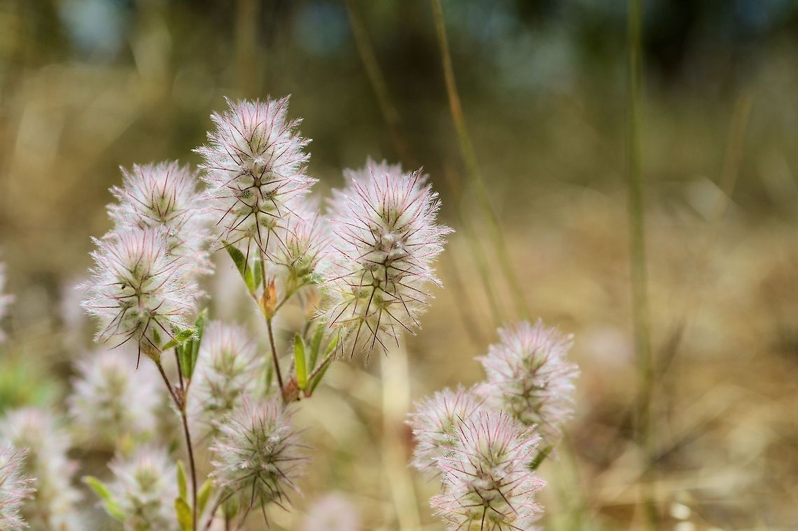 fluffy white flower/seedheads taken at onkaparinga gorge south australia Australia,Geotagged,Spring