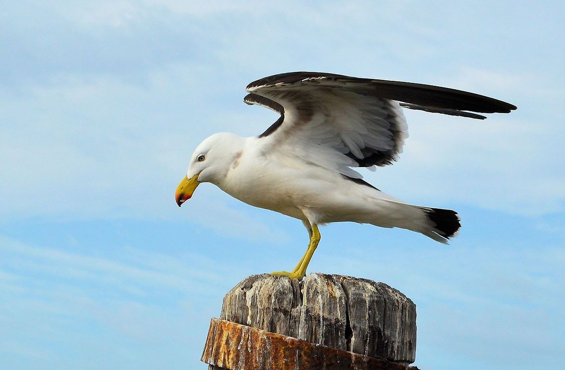 pacific gull taken at point pearce yorke peninsula south australia Australia,Geotagged,Larus pacificus,Pacific Gull,Spring