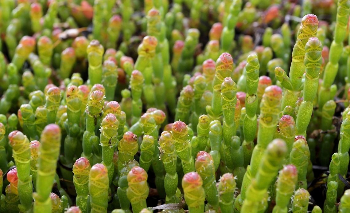 beaded samphire taken at point pearce yorke peninsula south australia Australia,Beaded samphire,Geotagged,Sarcocornia quinqueflora,Spring