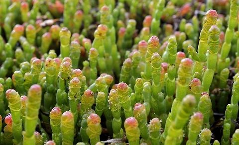 beaded samphire taken at point pearce yorke peninsula south australia Australia,Beaded samphire,Geotagged,Sarcocornia quinqueflora,Spring