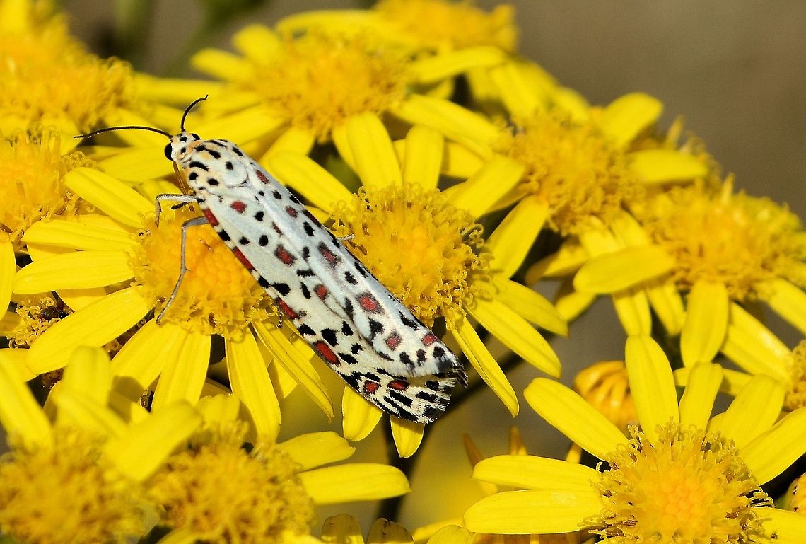 Heliotrope Moth taken at onkaparinga gorge south australia Australia,Geotagged,Heliotrope Moth,Moth,Moth Week 2018,Spring,Utetheisa pulchelloides