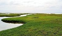 beaded samphire tidal flats taken at point pearce yorke peninsula south australia....beaded samphire tidal flats and 63 black swans and a few silvergulls.....good info here https://www.milkwood.net/2014/12/11/foraging-beaded-samphire-glasswort/ Australia,Beaded samphire,Geotagged,Sarcocornia quinqueflora,Spring