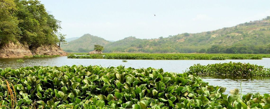 water hyacinth taken at lake g&uuml;ija in  el salvador ....im guessing this is water hyacinth there were islands of the stuff floating about the lake which i did take some video of but it just looks like bad camera work  Common Water Hyacinth,Eichhornia crassipes,El Salvador,Geotagged,Summer