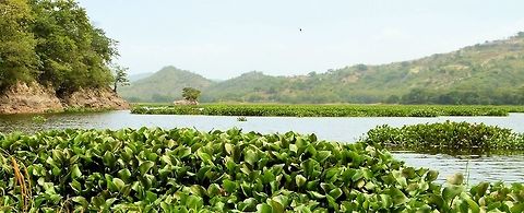water hyacinth taken at lake g&uuml;ija in  el salvador ....im guessing this is water hyacinth there were islands of the stuff floating about the lake which i did take some video of but it just looks like bad camera work  Common Water Hyacinth,Eichhornia crassipes,El Salvador,Geotagged,Summer