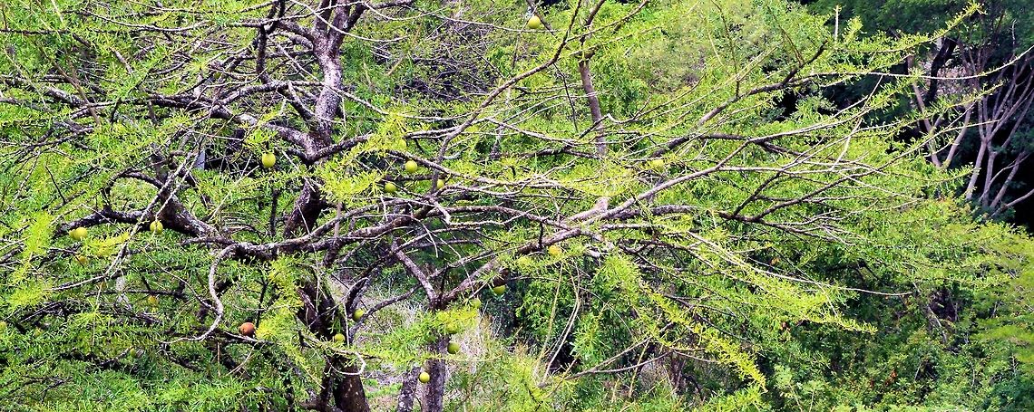 Crescentia alata taken near lake g&uuml;ija in el salvador  not a 100% sue on the species here but was told by a local this was a calabash or gourd tree we did see quite a few gourd like trees throughout central america with a few different types ....hopefully wildflower will know Crescentia alata