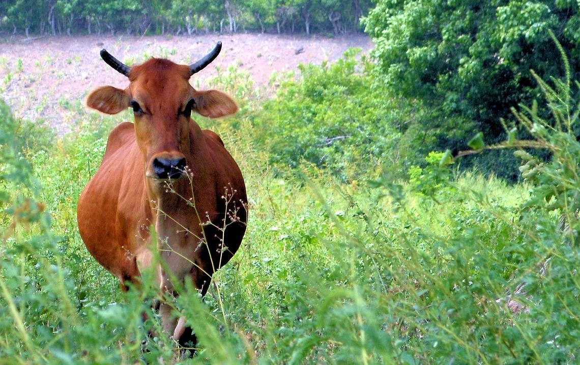corriente cow taken in el salvoor on the shores of lake g&uuml;ija....from what i can find online; The cattle industry in El Salvador is a small one. It is composed of thousands of small farmers, many of whom raise cattle for their own family&rsquo;s consumption, or perhaps to sell to their neighbors. The breed of cattle commonly raised are called &ldquo;criollo&rdquo; locally, but is actually a variation of Brahman cattle... <a href="https://locavoredelmundo.wordpress.com/tag/livestock/" rel="nofollow">https://locavoredelmundo.wordpress.com/tag/livestock/</a> Bos primigenius taurus,Cattle,El Salvador,Geotagged,Summer
