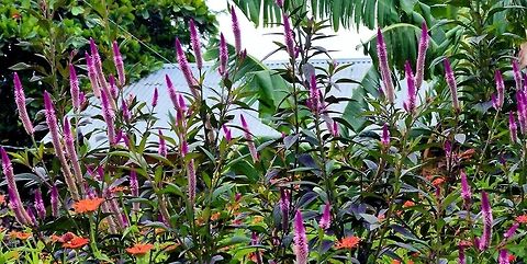 Spiked cockscomb taken at la cruz costa rica Celosia spicata,Costa Rica,Geotagged,Spiked cockscomb,Summer