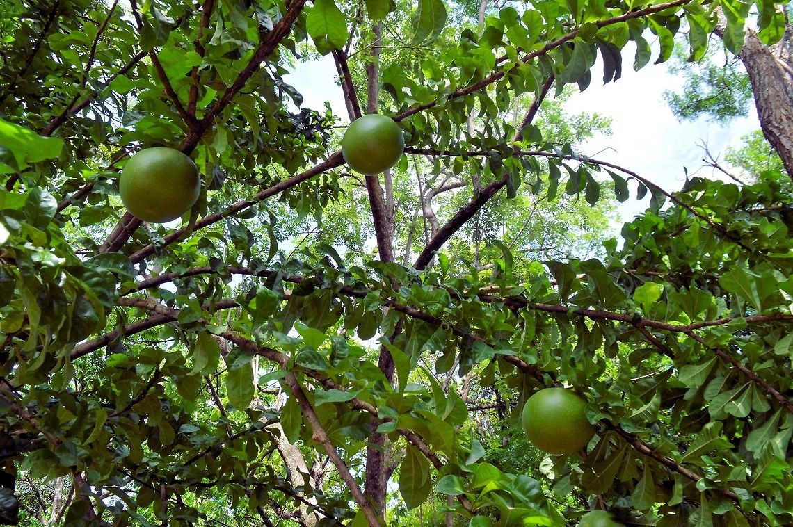 Crescentia cujete taken at penas blancas costa rica another of the gourd trees of central america and a different type from the ones in el salvador Costa Rica,Crescentia cujete,Geotagged,Summer