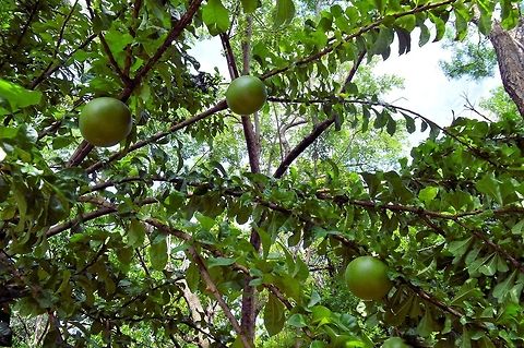 Crescentia cujete taken at penas blancas costa rica another of the gourd trees of central america and a different type from the ones in el salvador Costa Rica,Crescentia cujete,Geotagged,Summer