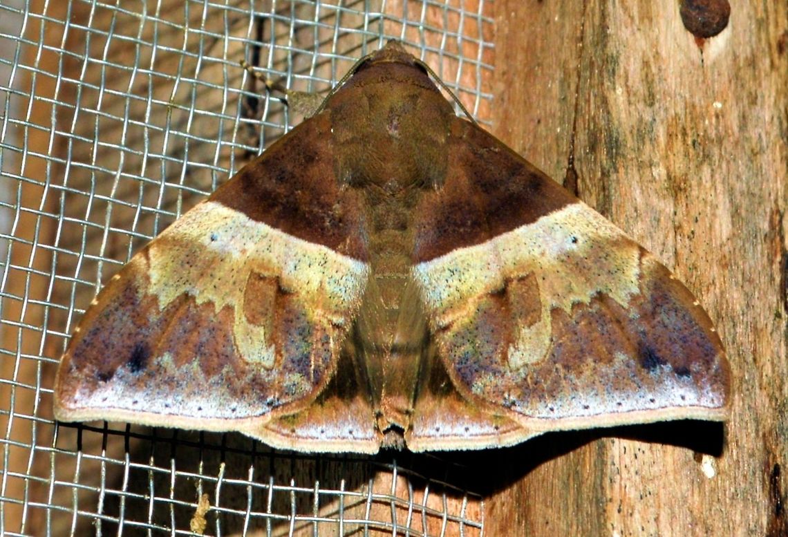 autumn brown moth taken at la cruz costa rica Costa Rica,Geotagged,Summer