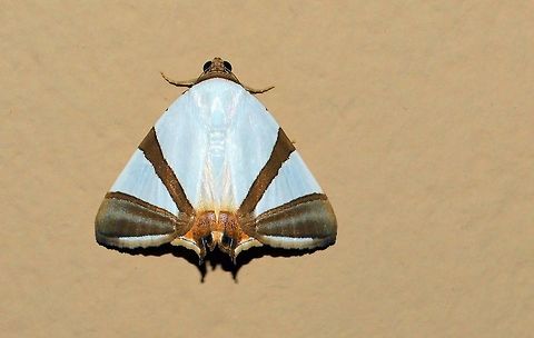 pearly white brown banded moth taken at la cruz costa rica Costa Rica,Geotagged,Summer