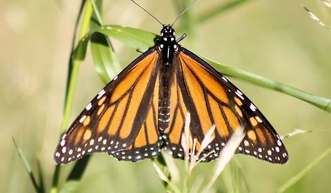 monarch butterfly monarch butterfly onkaparinga south australia Australia,Danaus plexippus,Fall,Geotagged,Monarch butterfly,monarch butterfly,onkaparinga,south australia