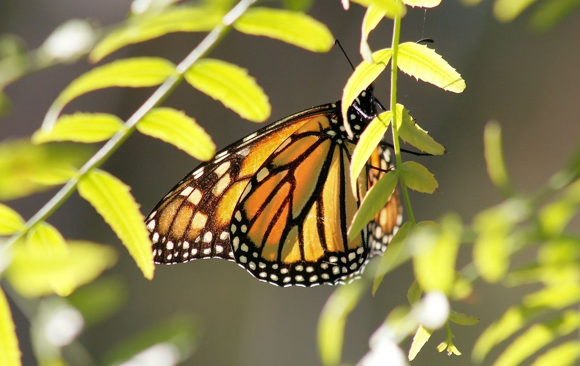 monarch butterfly monarch butterfly onkaparinga south australia Australia,Danaus plexippus,Fall,Geotagged,Monarch butterfly,monarch butterfly,onkaparinga. south australia