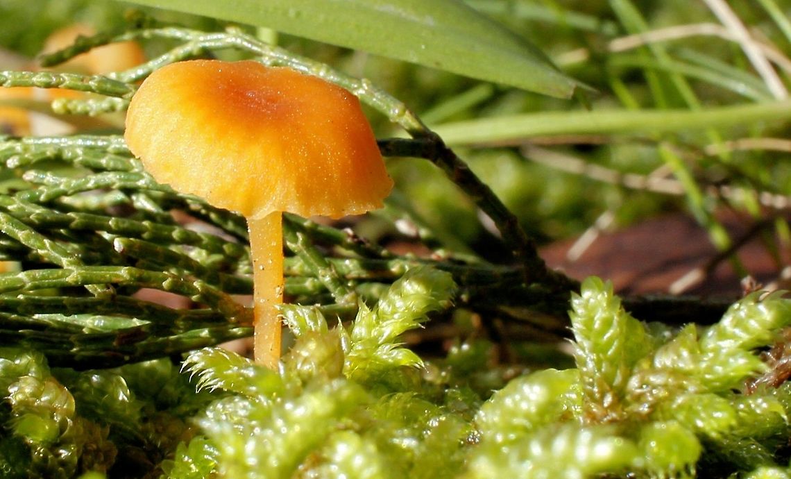 orange mushroom on green moss taken at hardys scrub onkaparinga national park trails south australia<br />
any help with species ID muchly appreciated the world of fungi mushrooms and lichens hurts my head Australia,Geotagged,Winter,hardys scrub,hiking trails,national park,onkaparinga,orange mushroom,south australia