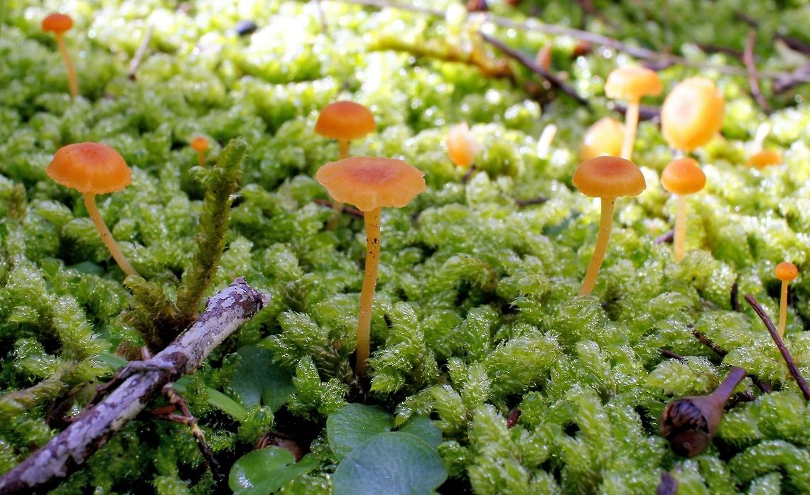 orange mushrooms on green moss taken at hardys scrub onkaparinga national park trails south australia<br />
any help with species ID muchly appreciated the world of fungi mushrooms and lichens hurts my head Australia,Geotagged,Winter,hardys scrub,hiking trails,national park,onkaparinga,orange mushroom,south australia