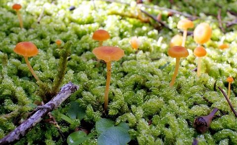 orange mushrooms on green moss taken at hardys scrub onkaparinga national park trails south australia
any help with species ID muchly appreciated the world of fungi mushrooms and lichens hurts my head Australia,Geotagged,Winter,hardys scrub,hiking trails,national park,onkaparinga,orange mushroom,south australia