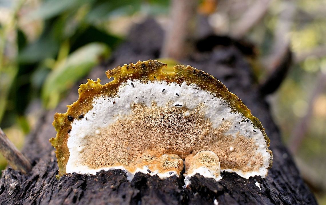 multi coloured layer cake tree fungi im guessing some sort of bracket fungi as there were four growths in a layer all green on one side and this layer cake effect on the other side being geenish brown white and salmon pink in diminishing sizes<br />
taken at hardys scrub onkaparinga national park trails south australia<br />
any help with species ID muchly appreciated the world of fungi mushrooms and lichens hurts my head Australia,Geotagged,Winter,hardys scrub,hiking trails,national park,onkaparinga,south australia,tree fungi