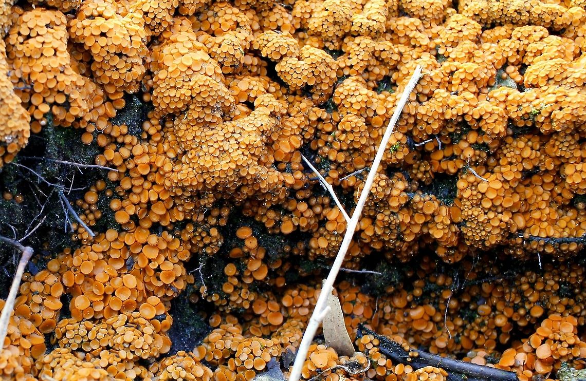Charcoal Cups Anthracobia muelleri Anthracobia muelleri is a tiny disc-shaped fungus that fruits prolifically on burnt soil after a bushfire these were taken at hardys scrub onkaparinga where they were heavily clustered around the base of the grass trees which had been burnt there were even some growing on the butt of the grass tree trunk as well Anthracobia muelleri,Australia,Charcoal Cups,Geotagged,Winter,hardys scrub,onkaparinga national park,south australia