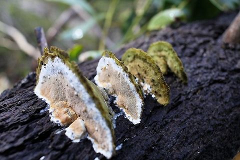 multi coloured layer cake tree fungi ID photo only Australia,Geotagged,Winter