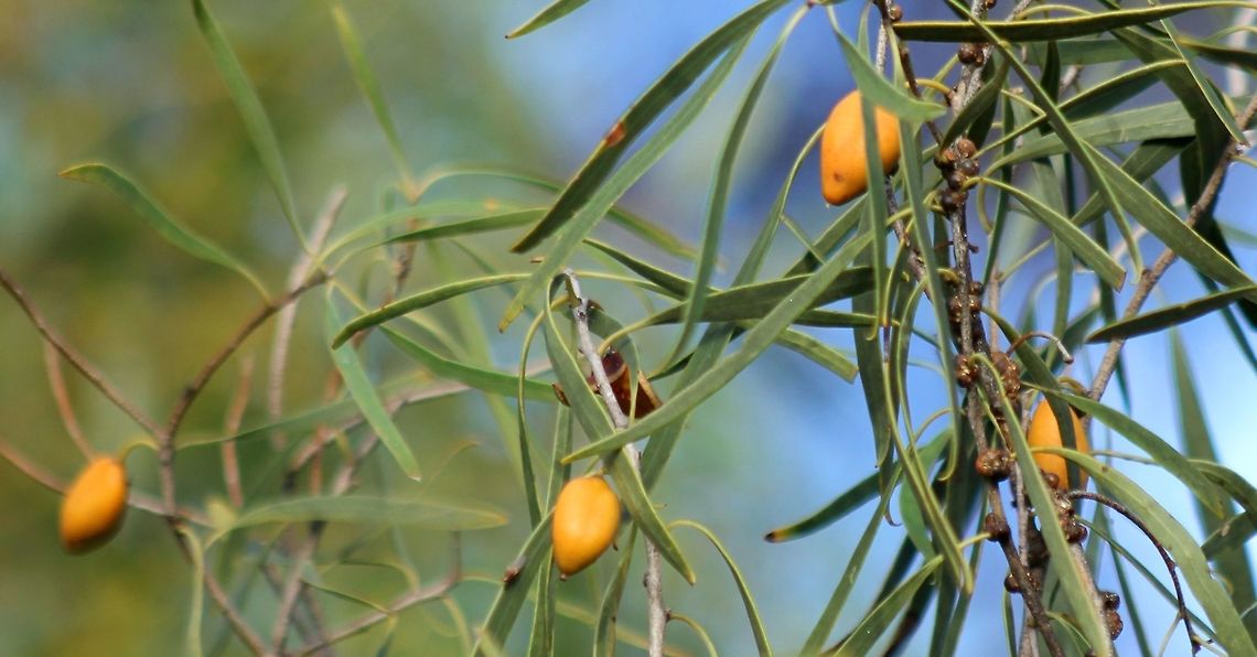 Pittosporum angustifolium taken at the onkaparinga wetlands walking trail south australia Australia,Fall,Geotagged,Pittosporum angustifolium,Weeping Pittosporum,onkaparinga wetlands,south australia,walking trail