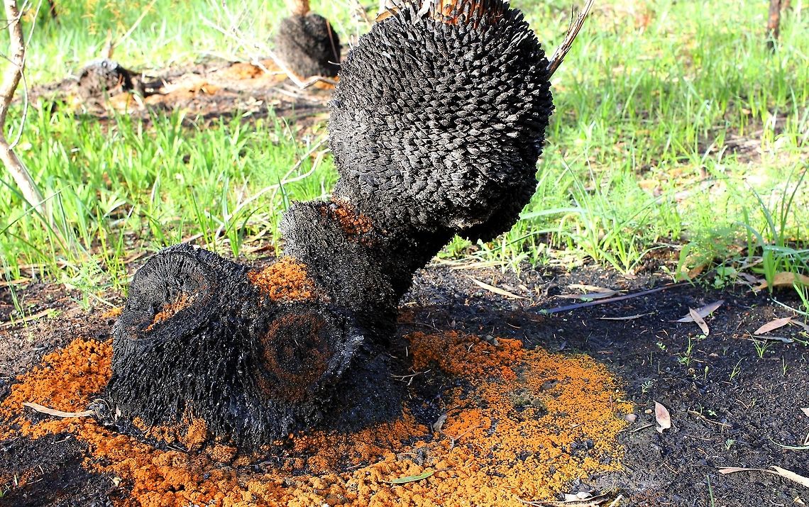 charcoal cups around a grass tree Anthracobia muelleri is a tiny disc-shaped fungus that fruits prolifically on burnt soil after a bushfire these were taken at hardys scrub onkaparinga where they were heavily clustered around the base of the grass trees which had been burnt  Anthracobia muelleri,Australia,Charcoal Cups,Geotagged,Winter,hardys scrub,onkaparinga national park,south australia