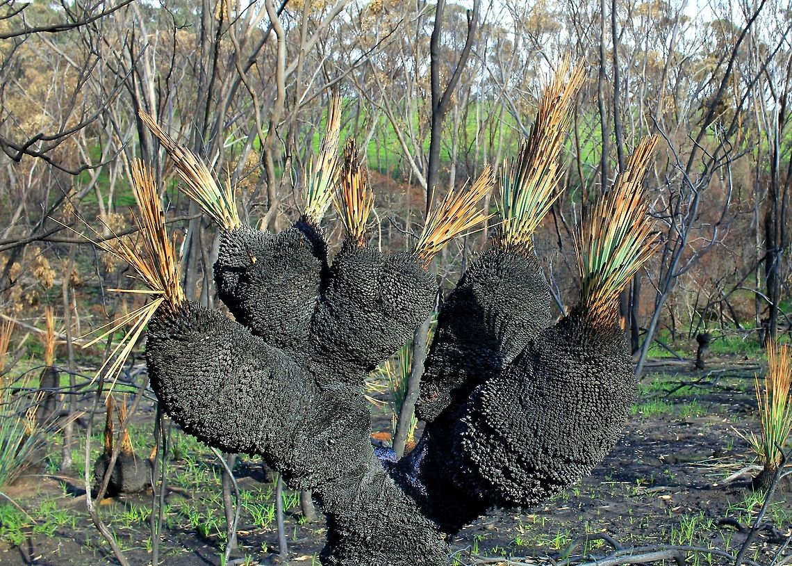 grass tree taken at hardys scrub onkaparinga national park trails south australia Australia,Geotagged,Grass tree,Winter,Xanthorrhoea australis,grass tree,national park,onkaparinga,south australia