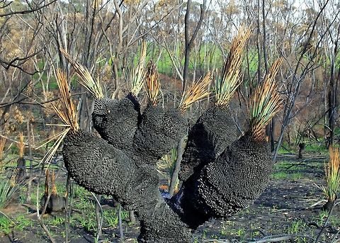Xanthorrhoea australis)