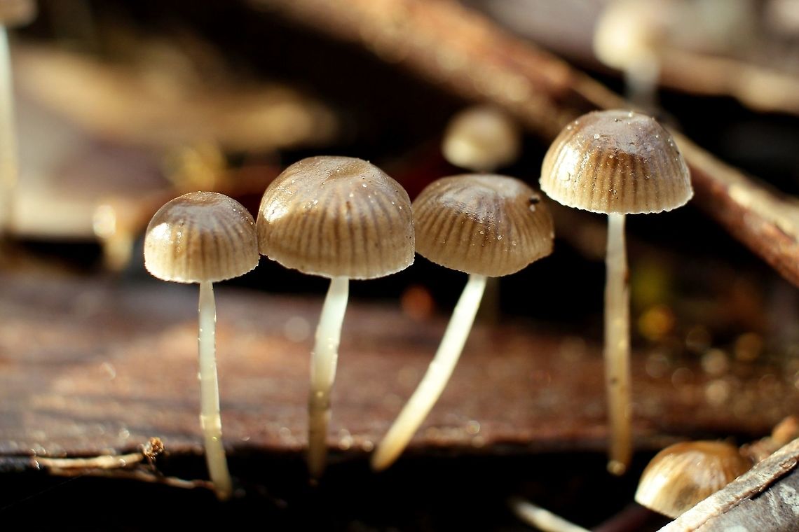 small beige stripey bone coloured fungi taken at hardys scrub onkaparinga national park trails south australia<br />
any help with species ID muchly appreciated the world of fungi mushrooms and lichens hurts my head Australia,Geotagged,Winter,fungi,hardys scrub,mushrooms,national park,onkaparinga,south australia