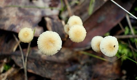 small white carousel like fungi  taken at hardys scrub onkaparinga national park trails south australia Australia,Geotagged,Winter,fungi,hardys scrub,mushrooms,national park,onkaparinga,south australia