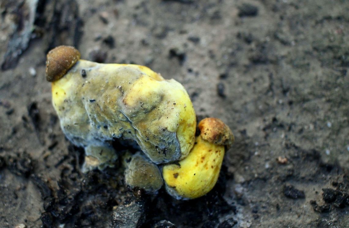 strange yellow fungi fruit taken at hardys scrub onkaparinga national park walking trails south australia Australia,Geotagged,Winter,fungi,hardys scrub,mushroom,national park,onkaparinga,south australia