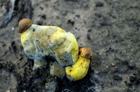 strange yellow fungi fruit taken at hardys scrub onkaparinga national park walking trails south australia Australia,Geotagged,Winter,fungi,hardys scrub,mushroom,national park,onkaparinga,south australia