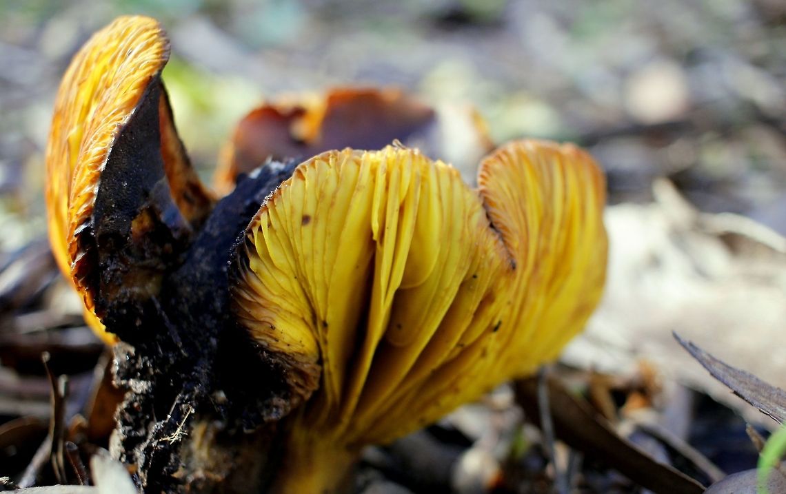 large yellow gilled curly mushroom taken at hardys scrub onkaparinga national park walking trails south australia Australia,Geotagged,Winter,fungi,hardys scrub,mushroom,national park,onkaparinga,south australia