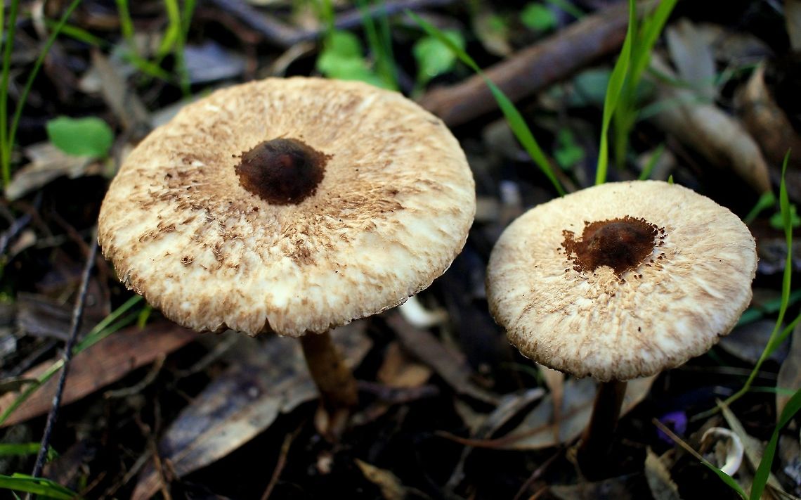 white and brown capped mushrooms taken at hardys scrub onkaparinga national park walking trails south australia<br />
<br />
 Australia,Geotagged,Winter,fungi,hardys scrub,mushroom,national park,onkaparinga,south australia