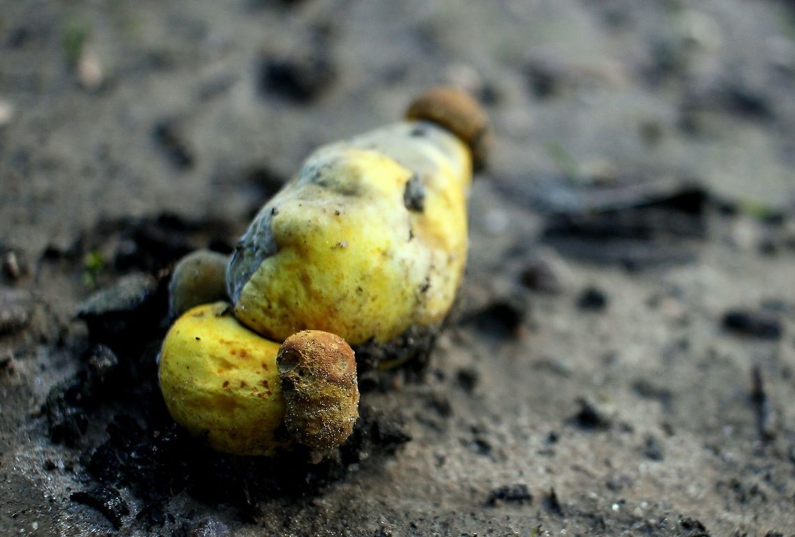 strange yellow fungi fruit taken at hardys scrub onkaparinga national park walking trails south australia Australia,Geotagged,Winter,fungi,hardys scrub,mushroom,national park,onkaparinga,south australia
