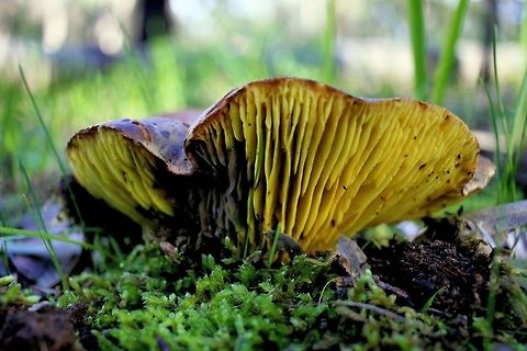 large yellow gilled mushroom taken at hardys scrub onkaparinga national park walking trails south australia Australia,Geotagged,Winter,fungi,hardys scrub,mushroom,national park,onkaparinga,south australia
