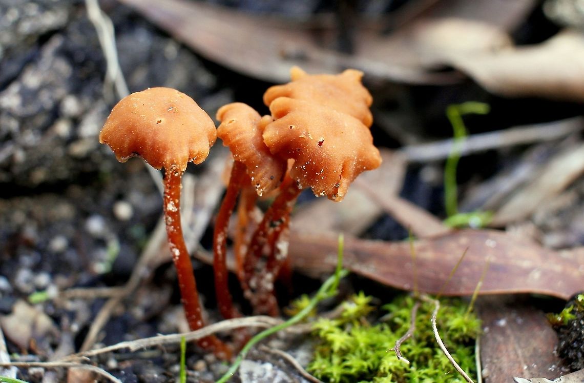 small orange mushrooms taken at hardys scrub onkaparinga national park walking trails south australia Australia,Geotagged,Winter,fungi,hardys scrub,mushroom,national park,onkaparinga,south australia