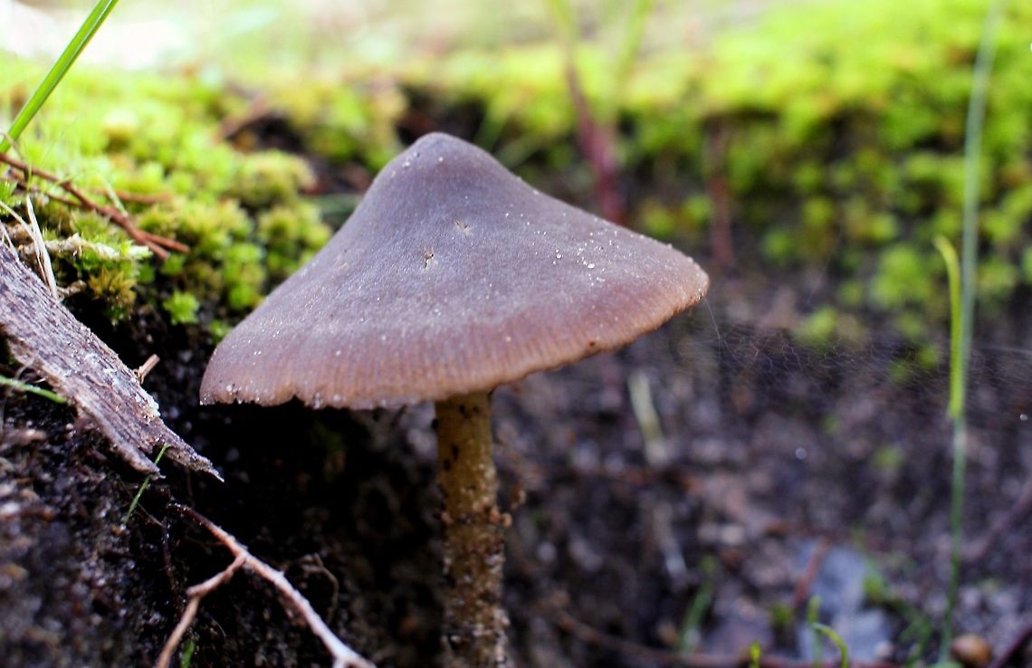 monochrome mushroom taken at hardys scrub onkaparinga national park walking trails south australia<br />
<br />
 Australia,Geotagged,Winter,fungi,hardys scrub,mushroom,national park,onkaparinga,south australia