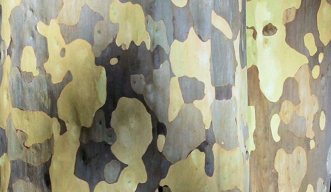 Spotted Gum taken at Chookarloo campground Kuitpo Forest south australia Australia,Chookarloo,Corymbia maculata,Fall,Geotagged,Kuitpo Forest,Spotted Gum,south australia