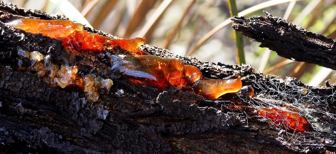 golden wattle gum taken at chookarloo camping ground kuipto forest south australia Acacia pycnantha,Australia,Fall,Geotagged,Golden wattle,acacia pycnantha,chookarloo,golden wattle,kuipto forest,south australia