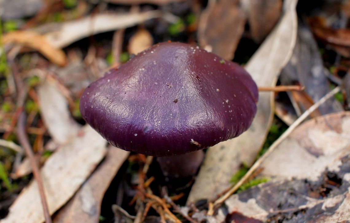 Cortinarius archeri taken at hardys scrub onkaparinga national park walking trails south australia<br />
<br />
 Australia,Cortinarius archeri,Geotagged,Winter,fungi,hardys scrub,mushroom,national park,onkaparinga,south australia