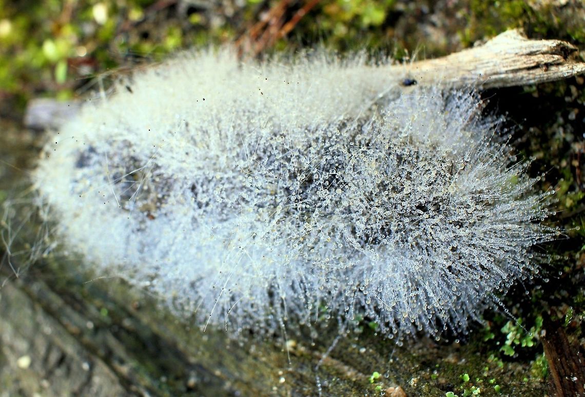 fluffy white thing taken at hardys scrub onkaparinga national park walking trails south australia<br />
have absolutely no idea this white fluffy stuff seemed to be growing all over what appeared to be some sort of poo....maybe Australia,Geotagged,Winter