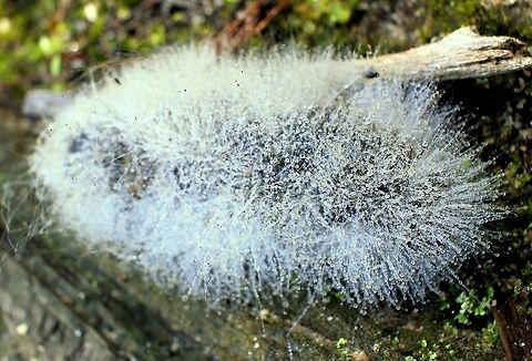 fluffy white thing taken at hardys scrub onkaparinga national park walking trails south australia
have absolutely no idea this white fluffy stuff seemed to be growing all over what appeared to be some sort of poo....maybe Australia,Geotagged,Winter