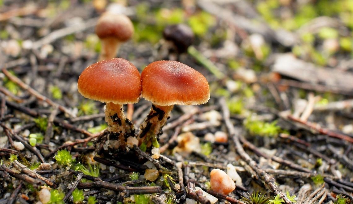 white edged orange cap mushrooms taken at hardys scrub onkaparinga national park walking trails south australia<br />
 Australia,Geotagged,Winter,fungi,hardys scrub,national park,onkaparinga,south australia.mushroom