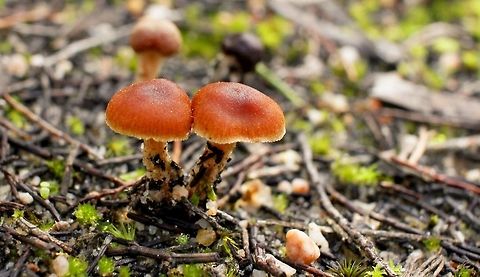 white edged orange cap mushrooms taken at hardys scrub onkaparinga national park walking trails south australia
 Australia,Geotagged,Winter,fungi,hardys scrub,national park,onkaparinga,south australia.mushroom