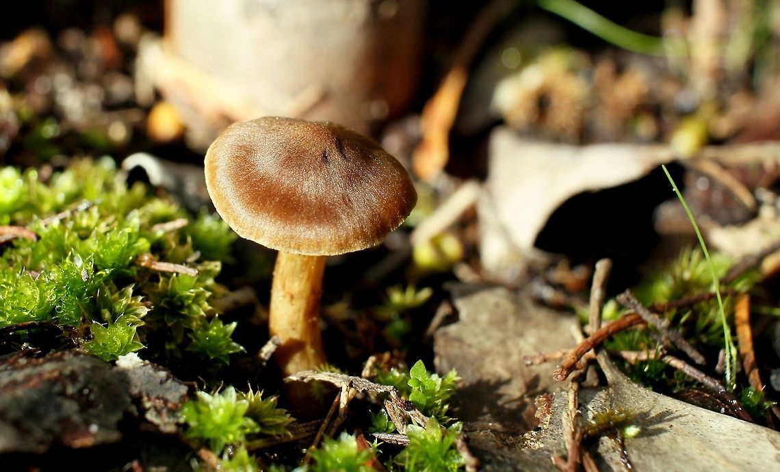 silky brown and honey mushroom taken at hardys scrub onkaparinga national park walking trails south australia<br />
 Australia,Geotagged,Winter,fungi,hardys scrub,mushroom,national park,onkaparinga,south australia